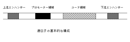 遺伝子の構造