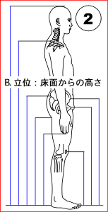 B. 立位：床面からの高さ