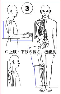 C. 上肢・下肢の長さ、機能長