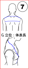 G. 立位：体表長
