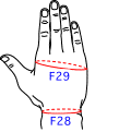 F集合図2