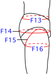 F集合図8