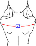 G集合図2