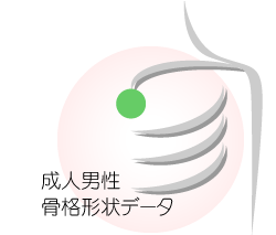 成人男性骨格形状データ